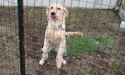 マキドッグスクールのドッグラン
