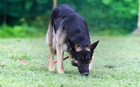 警察犬